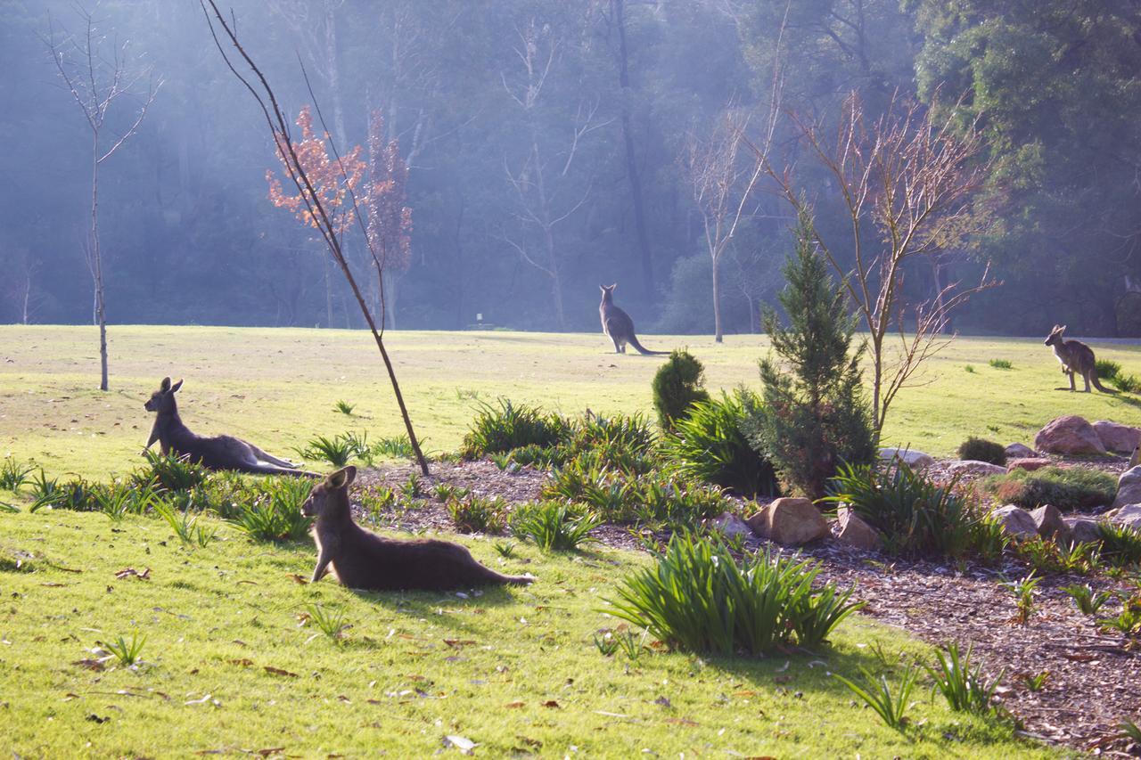 Marwood Villas Halls Gap Esterno foto