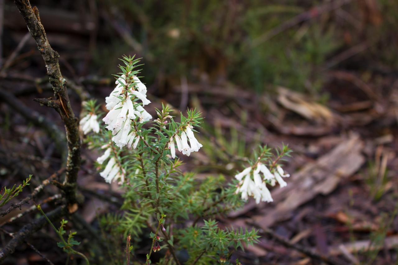 Marwood Villas Halls Gap Esterno foto