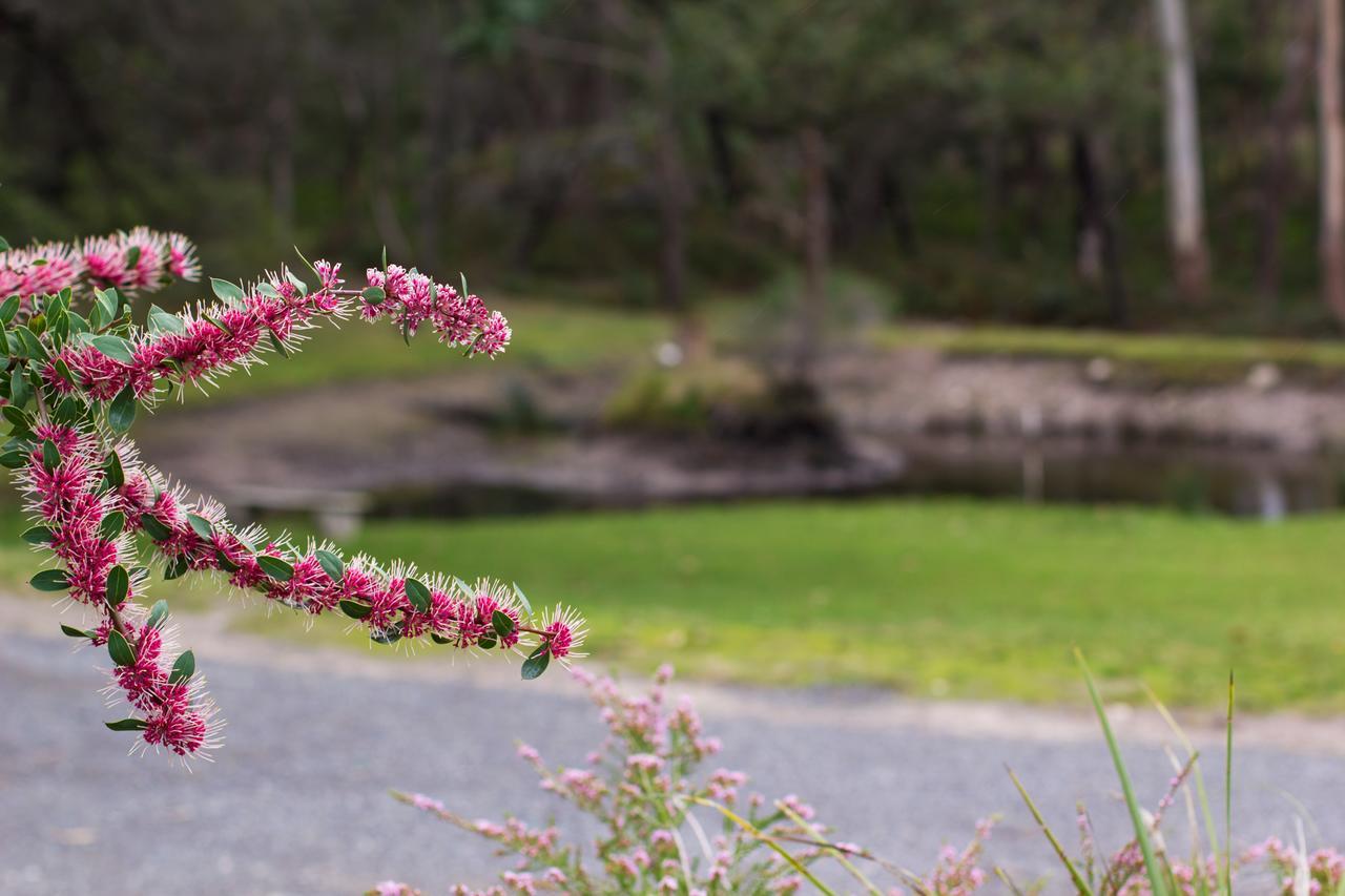 Marwood Villas Halls Gap Esterno foto