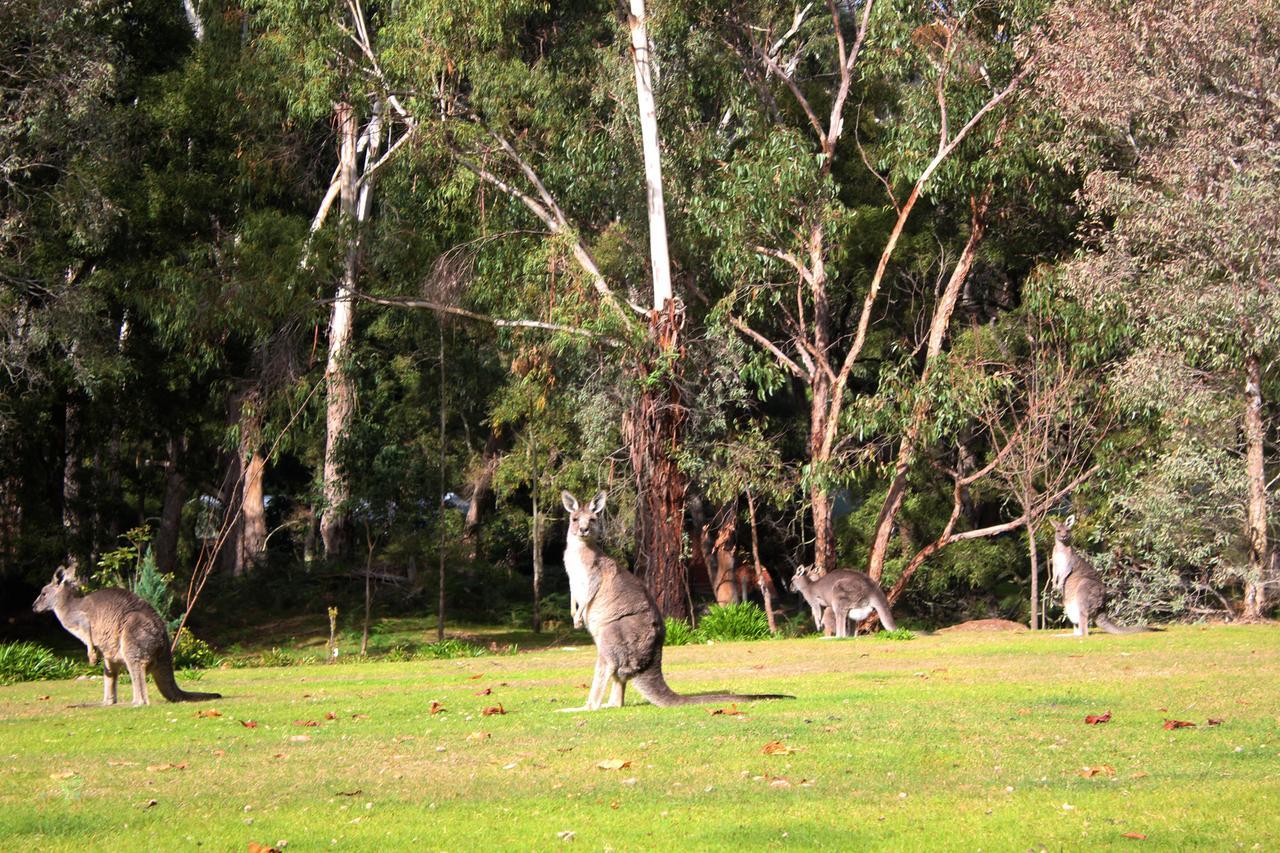 Marwood Villas Halls Gap Esterno foto
